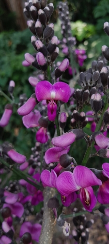 Lonchocarpus guatemalensis