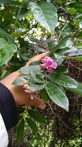 Lonchocarpus guatemalensis — photo