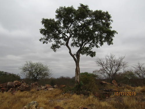 Lonchocarpus laxiflorus