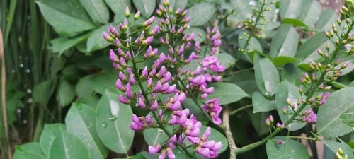 Lonchocarpus longistylus — photo