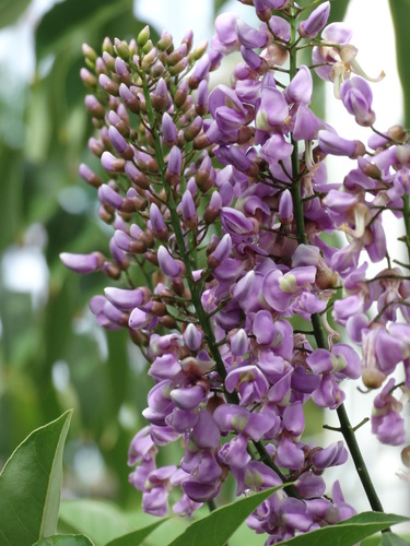 Lonchocarpus longistylus
