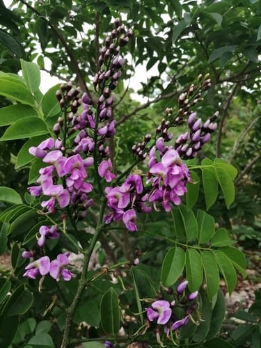 Lonchocarpus longistylus — photo