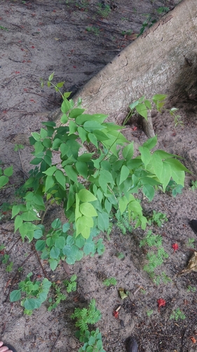 Lonchocarpus punctatus (Punctate lance pod) — photo