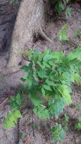 Lonchocarpus punctatus (Punctate lance pod) — photo