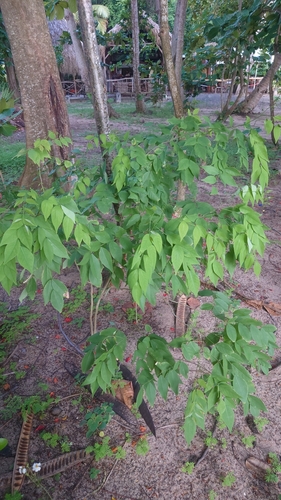 Lonchocarpus punctatus