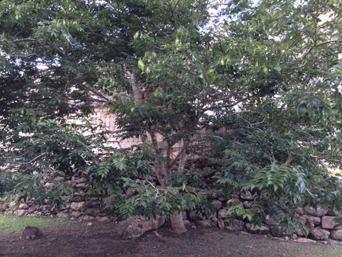 Lonchocarpus yucatanensis — photo