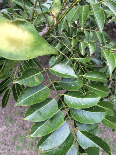 Lonchocarpus yucatanensis — photo