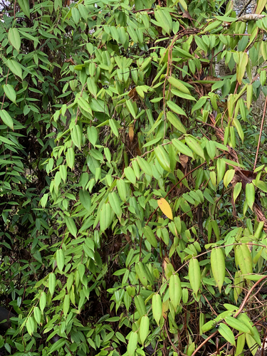 Lonicera acuminata — photo