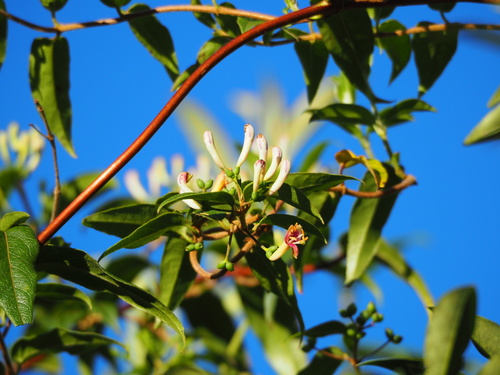 Lonicera acuminata — photo