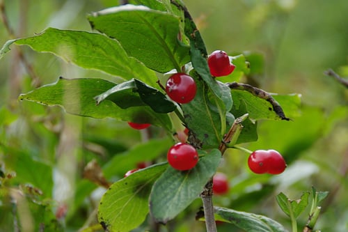 Lonicera alpigena (Alpine honeysuckle) — photo