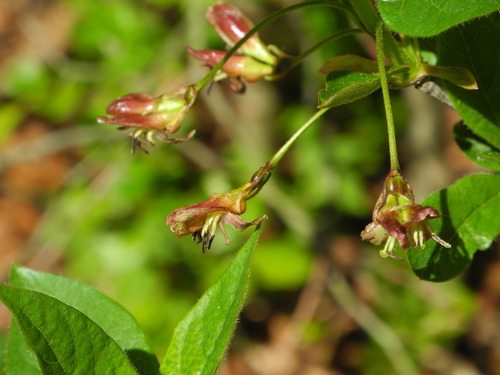 Lonicera alpigena (Alpine honeysuckle) — photo