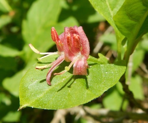 Lonicera alpigena