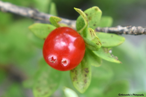 Lonicera angustifolia var. myrtillus