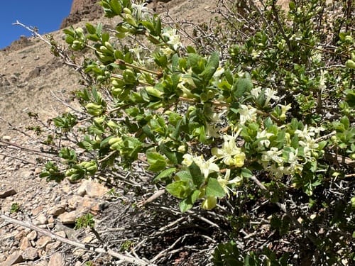 Lonicera asperifolia — photo