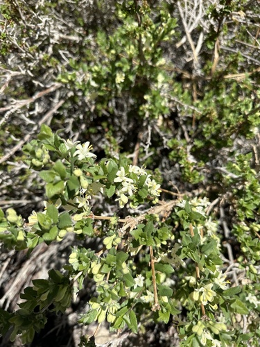 Lonicera asperifolia