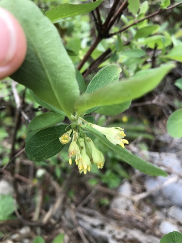 Lonicera caerulea var. altaica