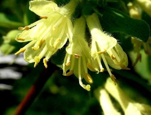 Lonicera caerulea var. altaica — photo