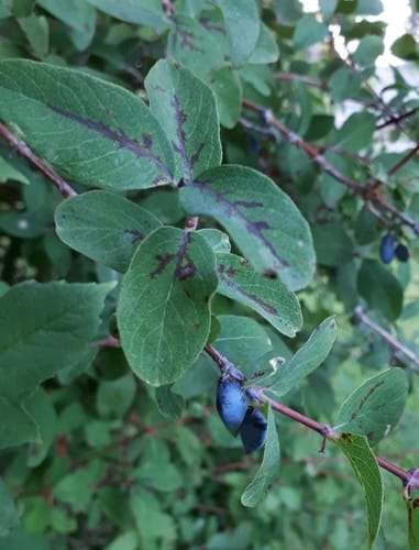 Lonicera caerulea var. edulis (Edible honeysuckle) — photo