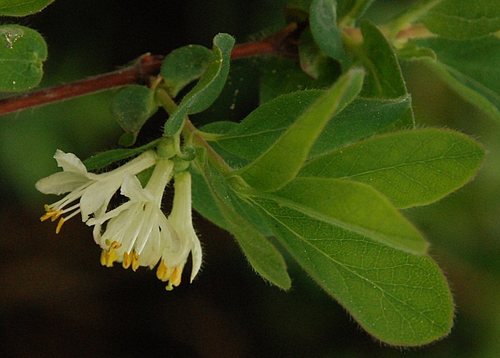 Lonicera caerulea var. edulis