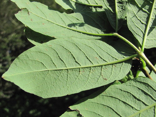Lonicera caucasica — photo