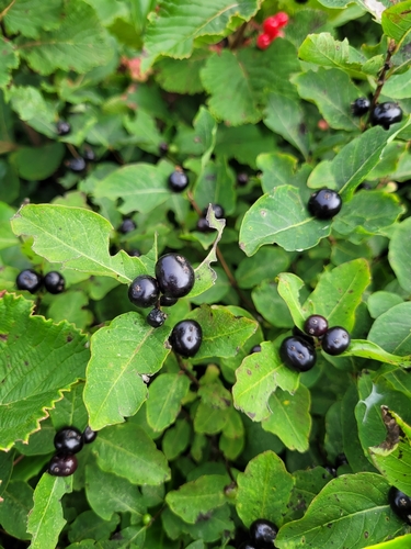 Lonicera caucasica — photo