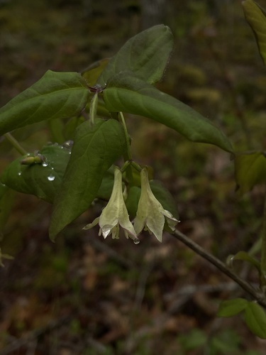 Lonicera ciliata (Ply honeysuckle) — photo