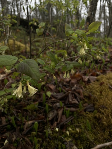 Lonicera ciliata (Ply honeysuckle) — photo