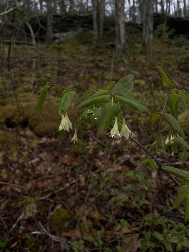 Lonicera ciliata