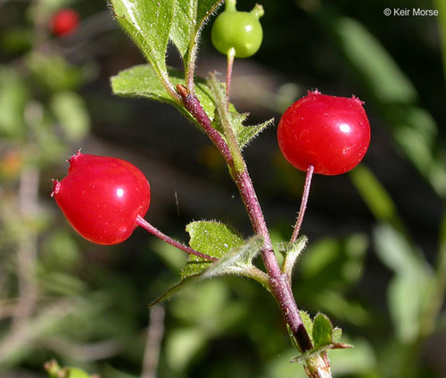 Lonicera conjugialis (Purpleflower honeysuckle) — photo
