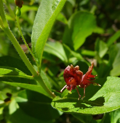 Lonicera conjugialis (Purpleflower honeysuckle) — photo