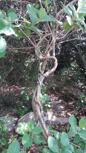 Lonicera etrusca — photo