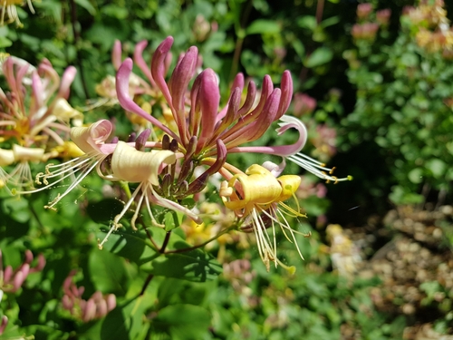 Lonicera etrusca — photo