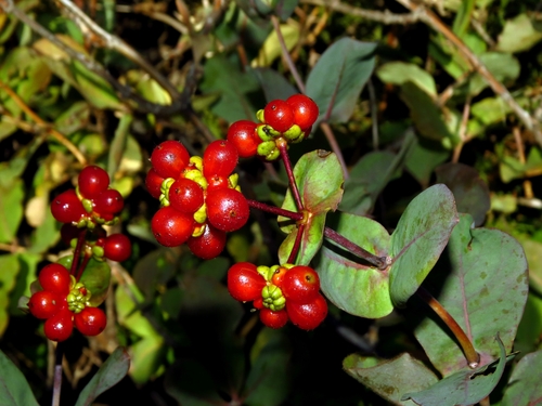 Lonicera etrusca