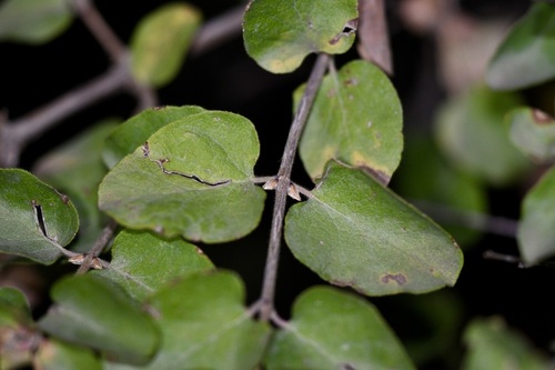Lonicera iberica — photo