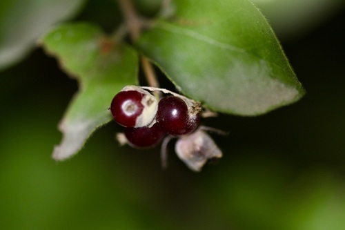 Lonicera iberica — photo
