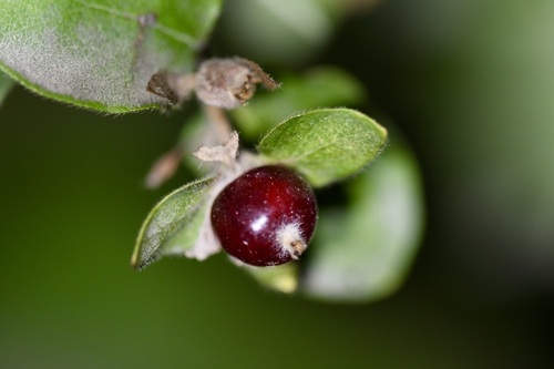 Lonicera iberica