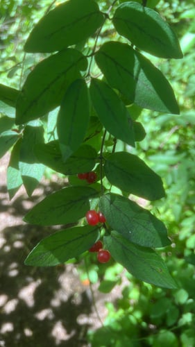 Lonicera insularis — photo