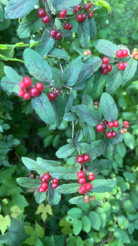 Lonicera insularis — photo