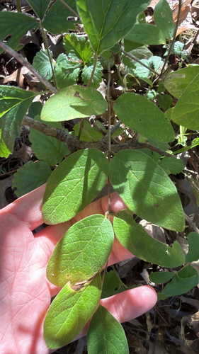 Lonicera insularis