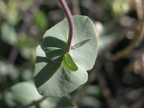 Lonicera interrupta (Chaparral honeysuckle) — photo