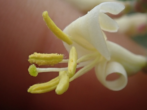 Lonicera interrupta (Chaparral honeysuckle) — photo