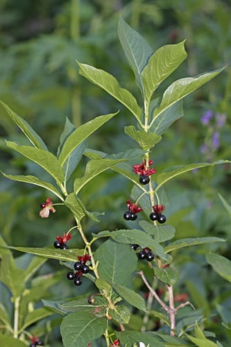 Lonicera involucrata (Bearberry honeysuckle) — photo