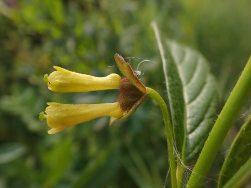 Lonicera involucrata (Bearberry honeysuckle) — photo