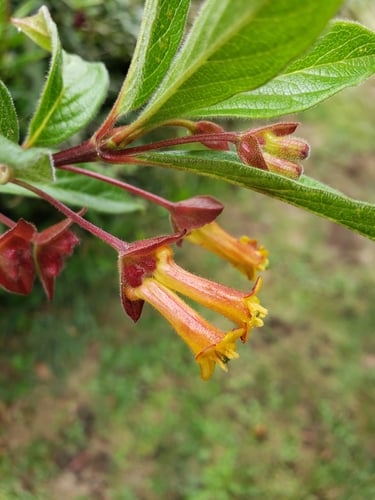 Lonicera involucrata