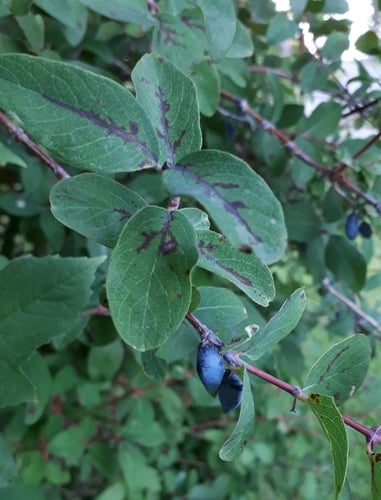 Lonicera kamtschatica (Kamchatica honeysuckle) — photo
