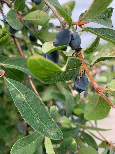 Lonicera kamtschatica