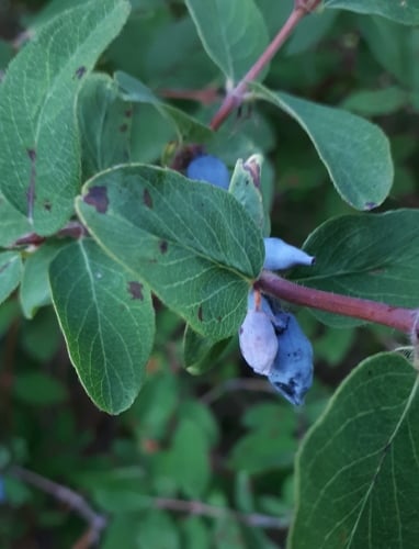 Lonicera kamtschatica (Kamchatica honeysuckle) — photo