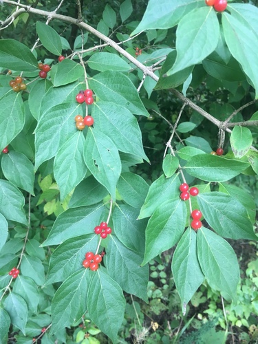 Lonicera maackii — photo