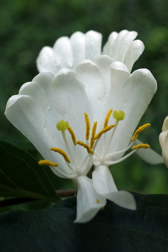 Lonicera maackii — photo