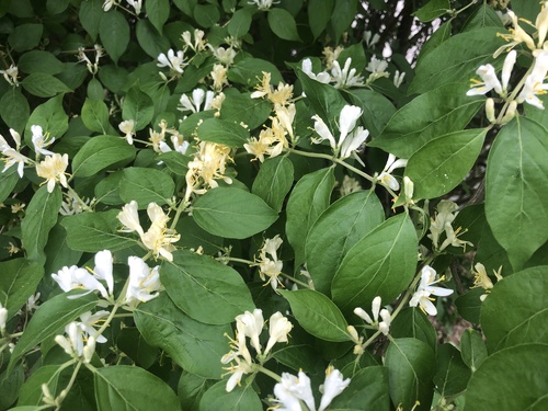 Lonicera maackii